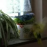 Am Katzengras