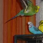 Bubi fliegt