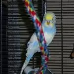 Wölkchen wieder flauschig
