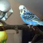 Richie die Blaue Welle