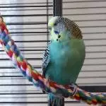 Jenny ca 3 Jahre alt
