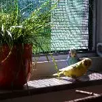 Katzengras, frische Luft und Sonne!