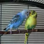 Richie balzt mit Sweetie