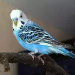 Richie der Blaue