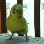 Sweetie wie sie leibt und lebt
