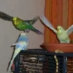 Bubi fliegt & Snoopy fliegt auch gleich