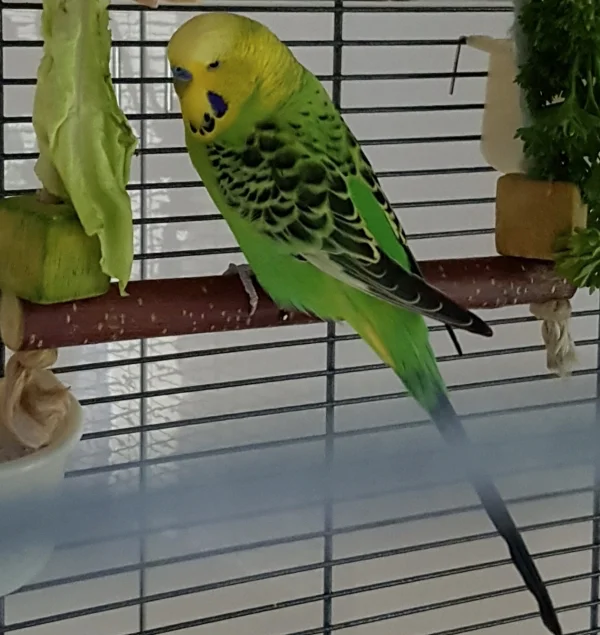 Wellensittich-Bild: Er ist mein letzter Neuzugang. Ein stattlicher Hahn mit 8 Jahren. Momentan checkt er alle Hennen ab, verbringt aber die meiste Zeit mit Lilly. 