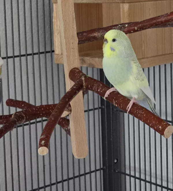 Wellensittich-Bild: Micky kam mit Speedy zu mir. Sie fliegt irre schnell. Sehr neugierig und kommunikativ.