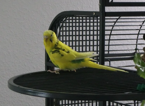 Wellensittich-Bild: Jasmin bei der Erkundung des neuen Umfeldes an ihrem 2. Tag bei mir...