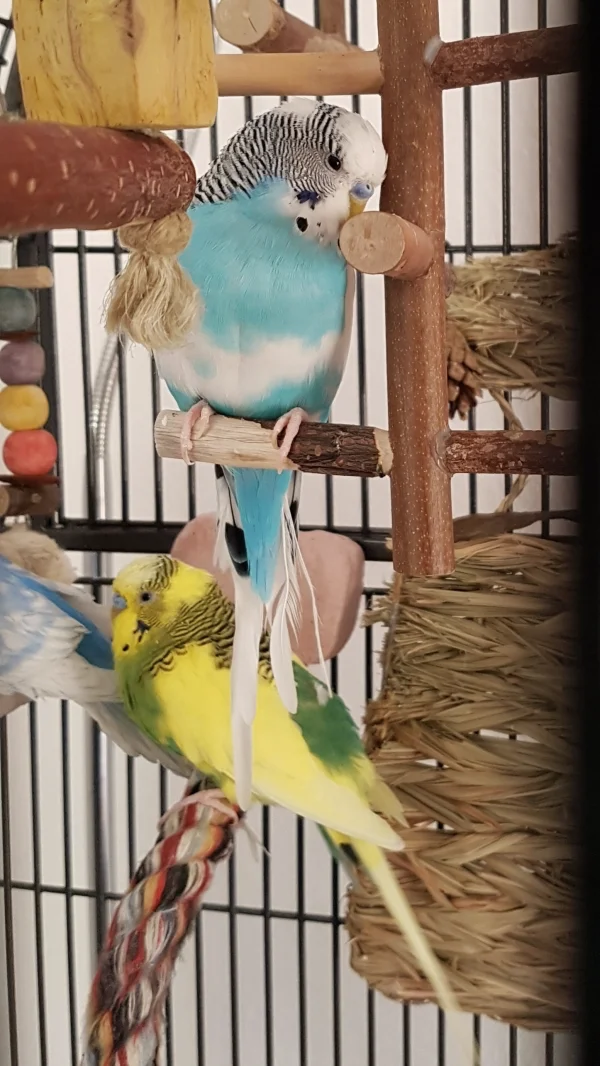 Wellensittich-Bild: Timmi ist von der Farbe her mein witzigster Welli, da er diesen Streifen auf dem Bauch hat. Er ist auch schon älter ca. 8-9 Jahre und ist erst seit Februar bei mir im Schwarm. Auf dem Bild sieht man noch Eddie (der Herr in grün-gelb) und einen Teil seiner Freundin Diva (blau-weiß).