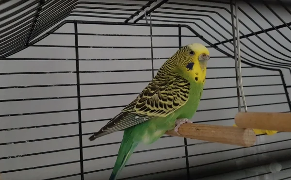 Wellensittich-Bild: Das ist Chiquita, 10 Jahre alt und seit gestern in meinem Schwarm.