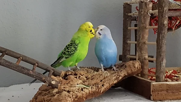 Wellensittich-Bild: Fred (grün) und Miri (blau) sind beide im hohen Alter zu mir gekommen und haben hier noch einmal eine Liebe gefunden. Die beiden sind meistens unzertrennlich. 