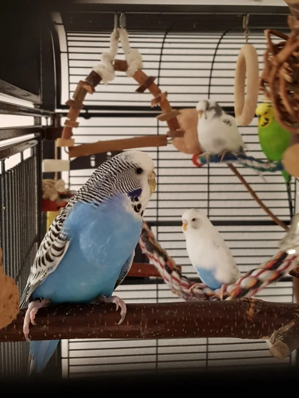Wellensittich-Bild: Vorne rechts Marie, und im Hintergrund unten Sky und oben Lilli und Fred. Die Hälfte meiner Super Acht!