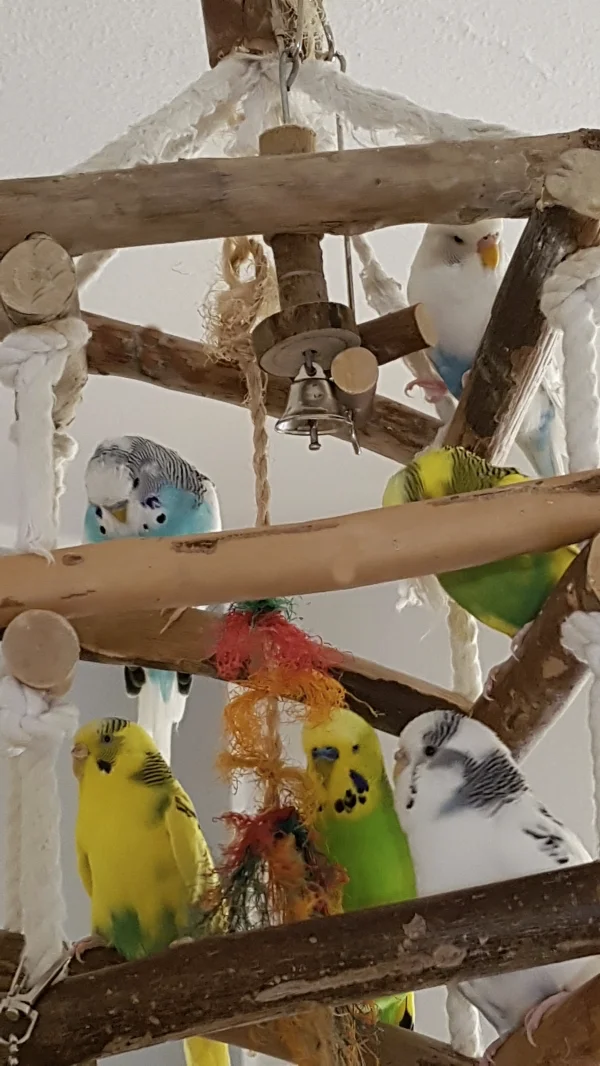 Wellensittich-Bild: Hier ist mein Schwarm komplett zu sehen; Sky, Timmi, Eddie, Jasmin, Fred und Lilly