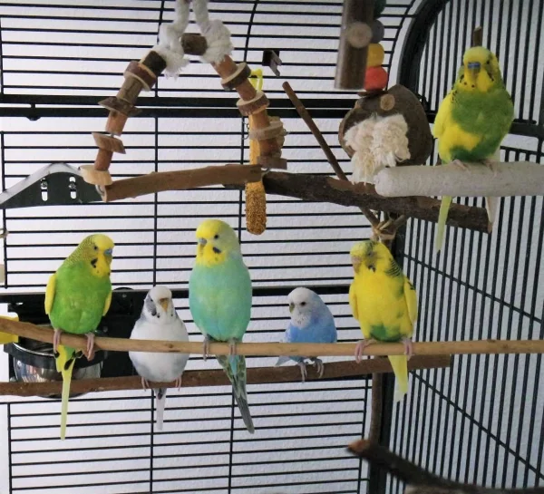 Wellensittich-Bild: Von links zu sehen: G.G., Lilli, Kiwi, Diva, Jasmin und oben rechts Eddie. Das war ein seltener Moment, in dem alle ruhig im Käfig saßen.