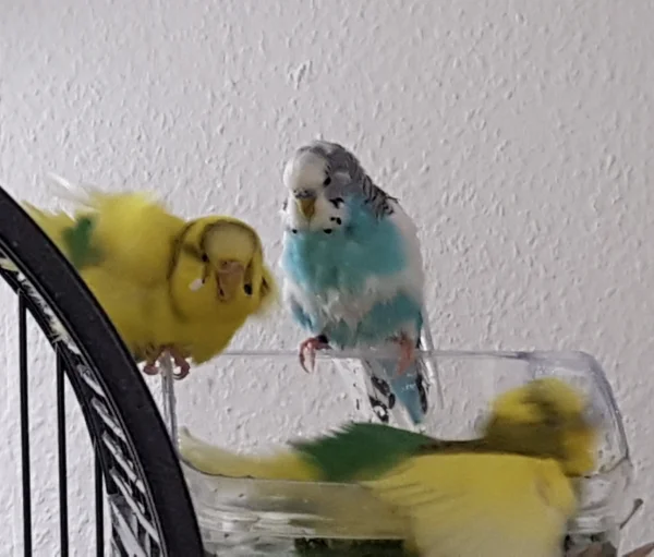 Wellensittich-Bild: Hier sieht man, wenn auch nicht ganz scharf, von links: Jasmin, Timmi und Eddie in der Badeschale.