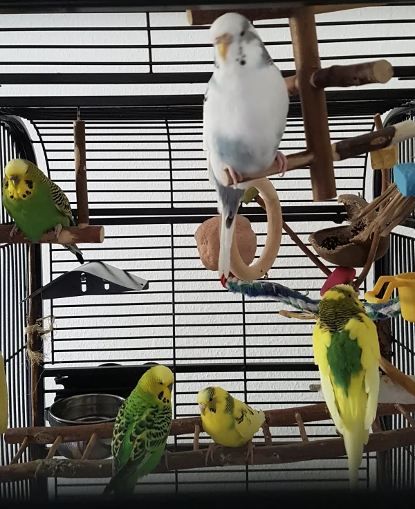 Wellensittich-Bild: Alle Bewohner meiner Senioren-Residenz am Morgen