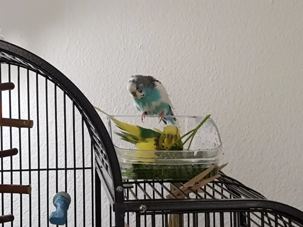 Wellensittich-Bild: Timmi haz zwar schon einen nassen Bauch, schaut aber wartend Eddie in der Badeschale zu..