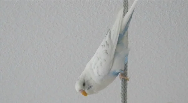 Wellensittich-Bild: Während alle anderen Wellis auf dem Freisitz sind, startet und landet Sky immer am Aufhängeseil. Dort ist er am liebsten...