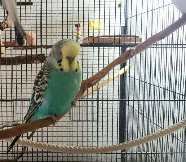 Wellensittich-Bild: Dieser schöne, türkise Vogel lebte leider nur für eine kurze in meinem Schwarm.