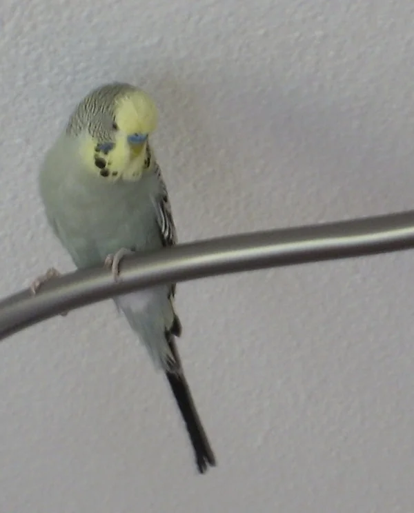Wellensittich-Bild: War mit Lilli das Pärchen, das ich nach langer Wellipause zu mir genommen habe. Leider ist er schon über die Regenbogenbrücke geflogen...