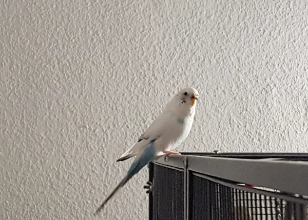 Wellensittich-Bild: Im Dezember kamen neu in meinem Schwarm: Muffin und Gino.
Hier ist Muffin, die eindeutig mutiger ist, und den Käfig der Ureinwohner besucht. Zwei Tage später ist sie von alleine eingezogen.