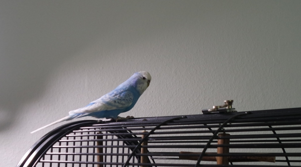Diva