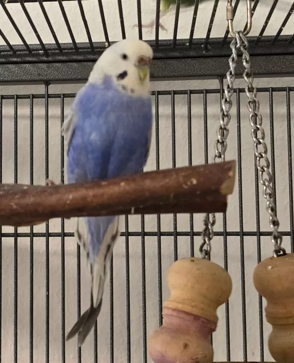 Wellensittich-Bild: Susi kam mit Bubi zu mir, sie waren kein.Paar. Horst hat sich sofort in sie verliebt und bewacht sie mit Argusaugen. Susi hat schon 3 Eier gelegt, zeigte aber kein Interesse daran.