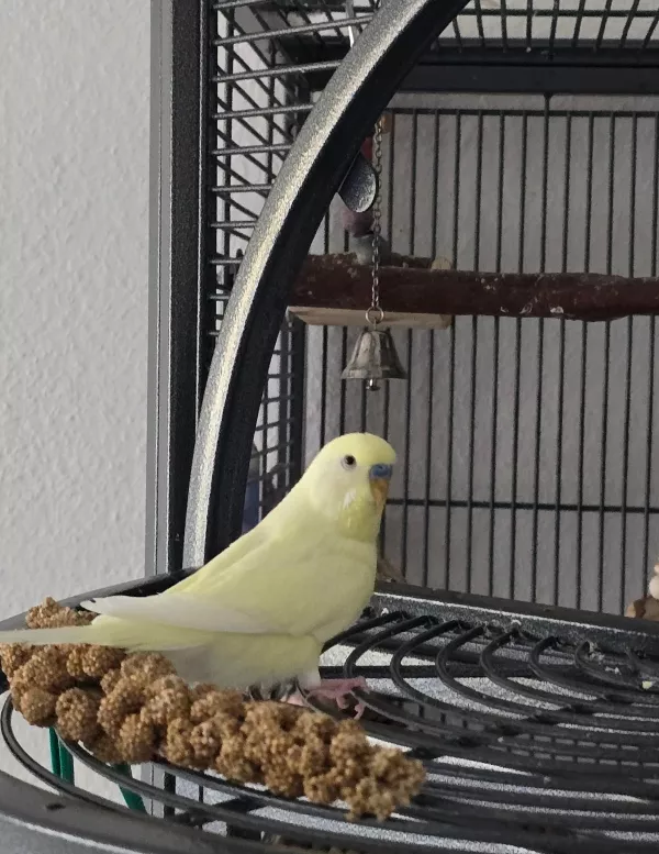 Wellensittich-Bild: Jimmy ist ein sehr schneller Flieger und ein neugieriger Vogel. Wenn ich morgens die Voliere reinige, fliegt er meist über mich durch die offene Volierentür in die Freiheit - das Zimmer. Oft der erste Vogel der draußen ist.
