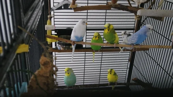 Wellensittich-Bild: Stand 1.8.2017. Das sind meine bunten Hühner. Alle auf einem Bild ;-)