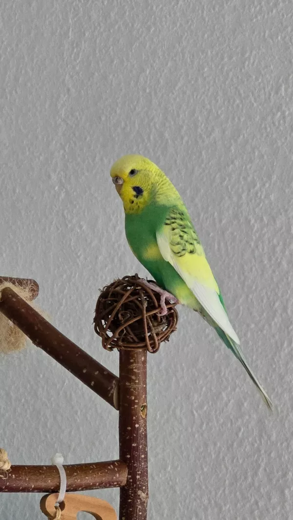 Wellensittich-Bild: Suki kam nach dem Tod ihres Partnervogels zu mir. Sie hat sich gleich in Bubi verliebt und die beiden sind unzertrennlich.