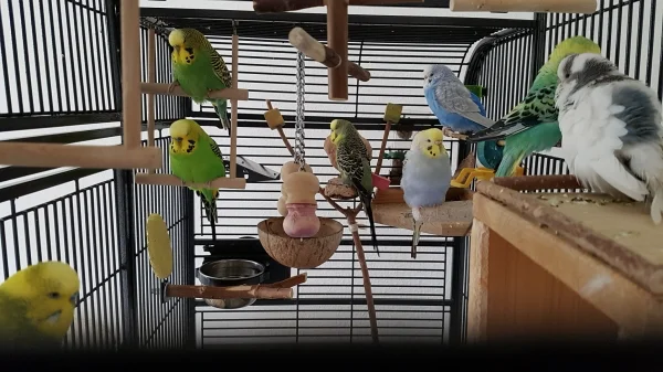 Wellensittich-Bild: Da meine Vögel nur zum schlafen in den Käfig gehen, habe ich diese Aufnahme morgens nach dem aufdecken gemacht. Da waren meine Senioren noch im Schlafmodus.