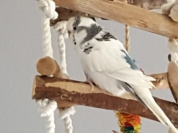 Wellensittich-Bild: Hier seht ihr Lilly, die jetzt schon 8 Jahre bei mir ist. Durch die Liebe zu Fred, der 2018 zu mir kam, hat sie nun nicht mehr fressen als Hauptbeschäftigung, und kann daher wieder besser fliegen. Hier sitzt sie auf dem Freisitz, der damals als Zubehör bei der Übernahme dabei war. 