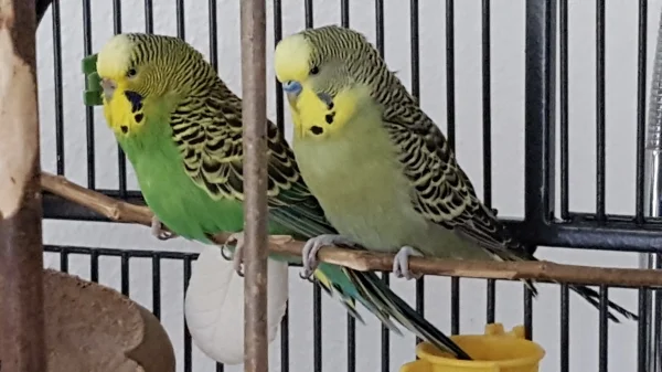 Wellensittich-Bild: Chiquita und Pablo chillen hier - natürlich- gemeinsam. Denn seit Pablo der Jungspund das Herz der 10jährigen Chiquita erobert hat, findet man ihn stets an ihrer Seite. 