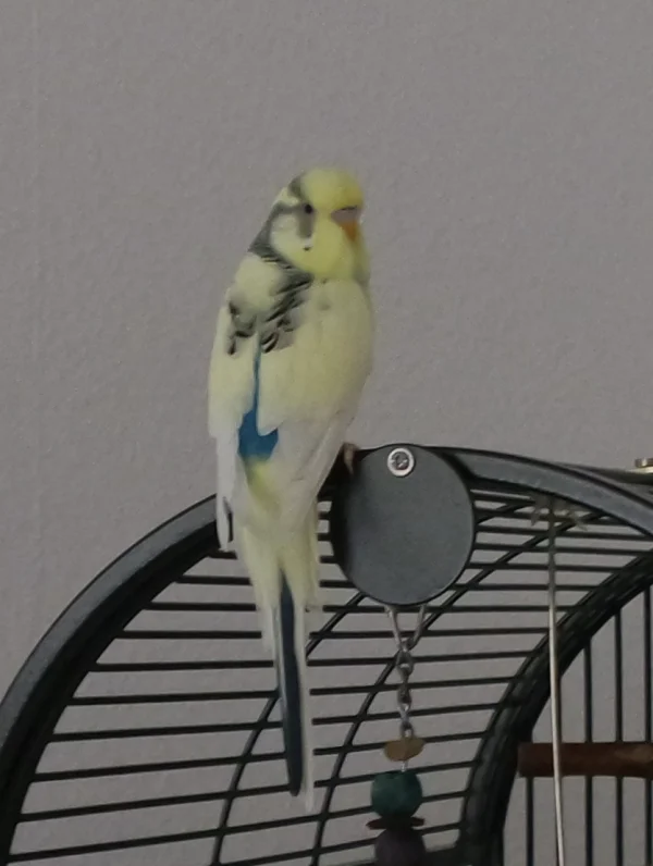 Wellensittich-Bild: So ein süßer Vogel - leider schon über die Regenbogenbrücke gegangen...