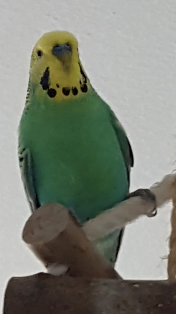 Wellensittich-Bild: Seit Merlins Partnervogel starb, hat er seinen Käfig nicht mehr verlassen, um zu fliegen. Nach 2 Tagen in meinem Schwarm hat er die Freude am fliegen wiederentdeckt und hat sich direkt auf dem Freisitz niedergelassen.
