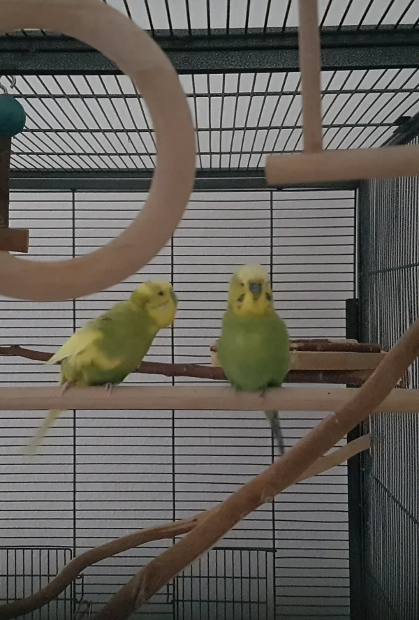 Wellensittich-Bild: Meine letzten beiden Neuzugänge Bubi (links) und Posti (rechts) haben sich angefreundet und simd meist im Zweierpack anzuteffen..