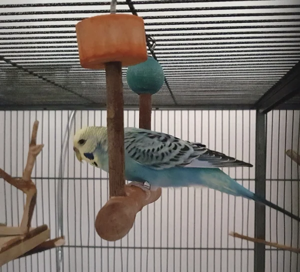 Wellensittich-Bild: Tweety, mein kurzfristiger Neuzugang. Morgens den Post gelesen, nachmittags bei mir angekommen.
