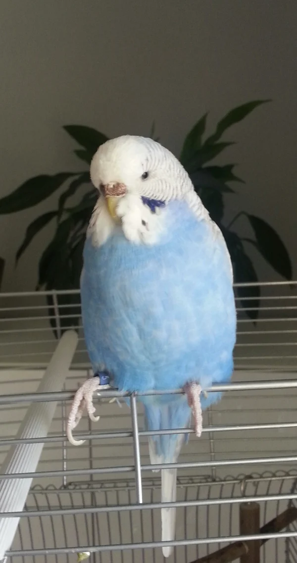 Wellensittich-Bild: Sie war so ein sehr hübscher Vogel und mit Ihrem Partner Kiwi so glücklich in meinem Schwarm...