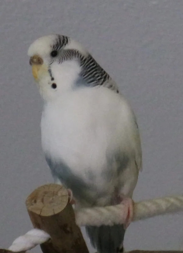 Wellensittich-Bild: Lilli kam mit Ihrem Partner Cliff als erstes Pärchen nach langer Welli-loser Zeit zu mir.  