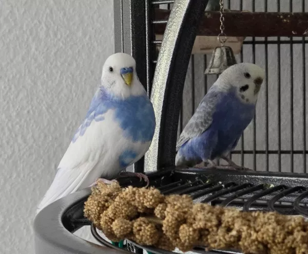 Wellensittich-Bild: Wally lebte vorher mit Jimmy zusammen und war der Chef. In meinem großen Schwarm musste er sich erst zurechtfinden. Aber da er über großes Selbstbewusstsein verfügt, hat er sich in die Chefriege eingereiht.