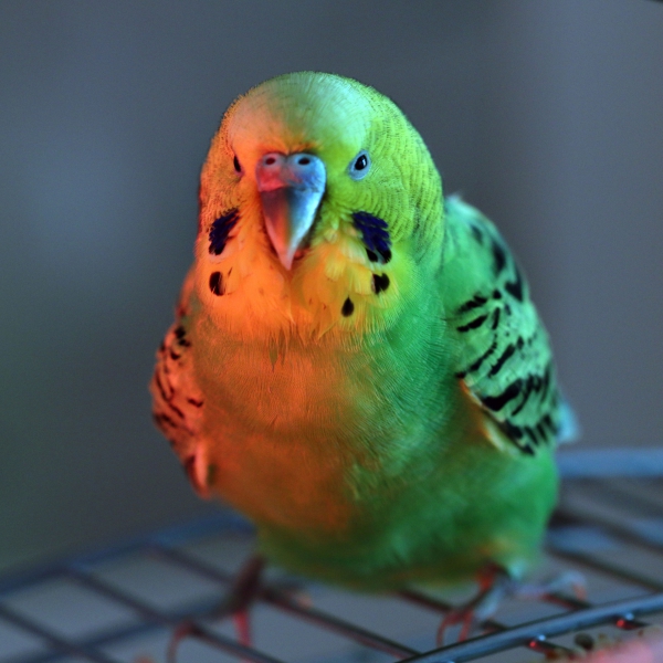 Kruemel I