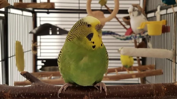 Wellensittich-Bild: Chiquita verliert langsam die Angst, wenn ich sie fotografiere. Hier blieb sie recht lange ruhig sitzen und reagierte immer auf Zuruf.