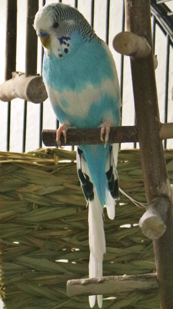 Wellensittich-Bild: Da Timmis Partnervogel verstorben ist, habe ich den 9jährigen Hahn in meinen Schwarm aufgenommen. Er ist neugierig und froh, wieder unter Artgenossen zu sein.