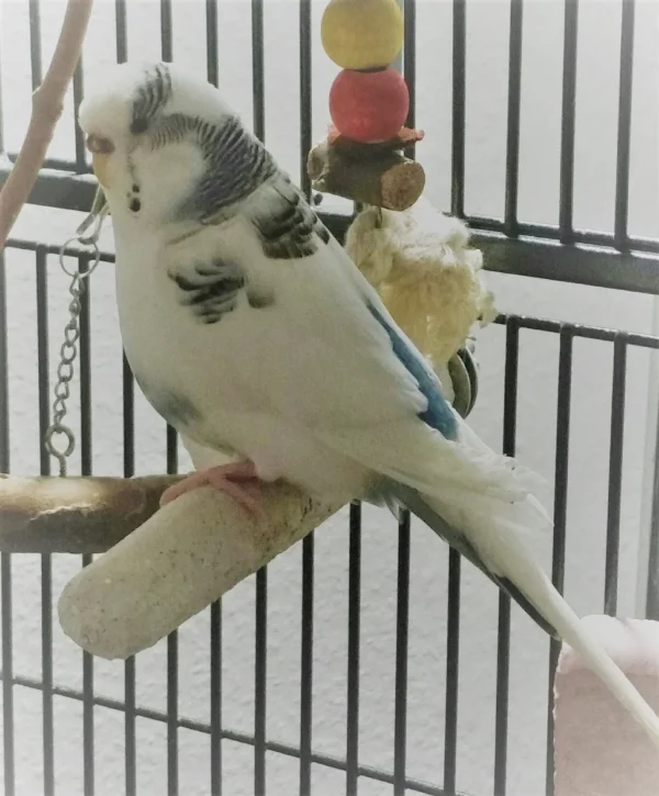 Wellensittich-Bild: Lilli gehörte zu den ersten beiden Vögeln die 2011 bei mir eingezogen sind. Sie ist immer noch da und hat schon einige kommen und über die Regenbogenbrücke gehen sehn...