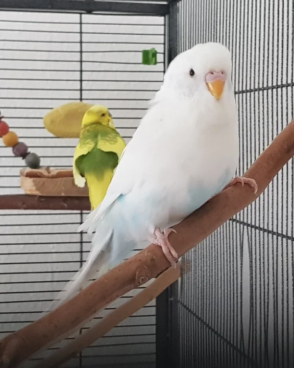 Wellensittich-Bild: Das ist Gino, der fast schneeweiße Partner von Muffin. Die beiden kamen 2021 als Pärchen zu mir. Sie sind gut im Schwarm integriert und immer noch ein Paar, dass sehr liebevoll miteinander umgeht!