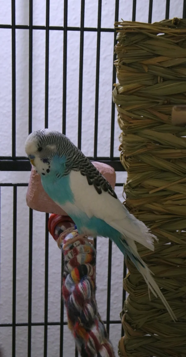 Wellensittich-Bild: Dieser 9 Jahre junge Hahn ist mein Neuzugang im Februar 2018. Topfit und als guter Flieger hat er sich schnell in meinen Schwarm integriert. Er kommt noch als einziger auf den Finger ☺