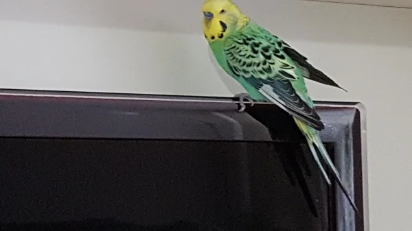 Wellensittich-Bild: Da Merlin nicht mehr so gut fliegen kann, hat er es nicht auf den Spielplatz geschafft, sondern ist ein Stück tiefer auf dem TV gelandet.