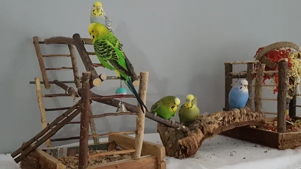 Wellensittich-Bild: Hier sitzen Pixi, Fred, Chiquita, Pablo und Miri auf ihren Spielplätzen.