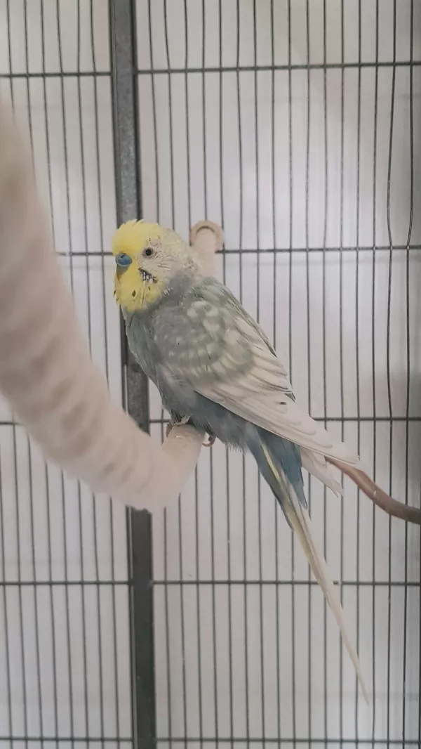 Wellensittich-Bild: Willkommen Horst! Noch tut er sich schwer, sich an die Gesellschaft der 10 anderen Wellis zu gewöhnen, aber ich bin sicher, das wird!